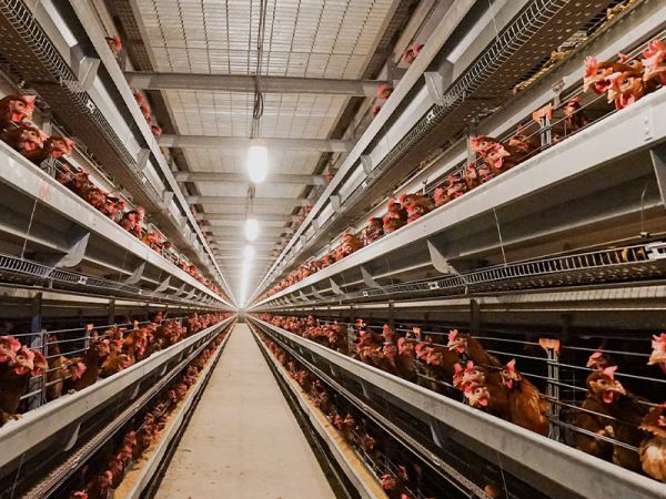 養(yǎng)殖熱風(fēng)爐在雞舍安裝時需要注意的地方